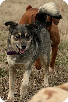 Shepherd (Unknown Type) Mix Dog for Sale in Danbury, Connecticut - Babe Shepherd (Unknown Type) Mix Dog for Sale in Danbury, Connecticut - Babe