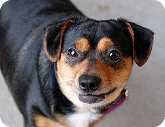 Chihuahua/Corgi Mix Dog for Sale in Kettering, Ohio - Scrappy Chihuahua/Corgi Mix Dog for Sale in Kettering, Ohio - Scrappy