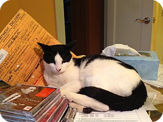 Domestic Shorthair Cat for Sale in Chicago, Illinois - Vincent Domestic Shorthair Cat for Sale in Chicago, Illinois - Vincent