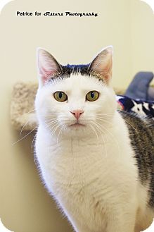 Domestic Shorthair Cat for Sale in Lincoln, Nebraska - Brandy Domestic Shorthair Cat for Sale in Lincoln, Nebraska - Brandy