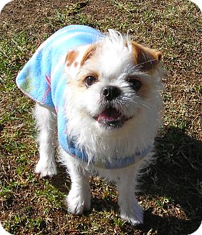 Pekingese/Terrier (Unknown Type, Small) Mix Dog for Sale in El Cajon, California - Gary Pekingese/Terrier (Unknown Type, Small) Mix Dog for Sale in El Cajon, California - Gary