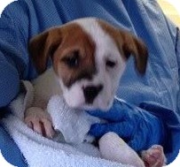 Chow Chow Mix Puppy for Sale in Gainesville, Florida - Lonnie Chow Chow Mix Puppy for Sale in Gainesville, Florida - Lonnie