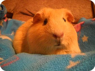Guinea Pig for Sale in johnson creek, Wisconsin - autumn Guinea Pig for Sale in johnson creek, Wisconsin - autumn