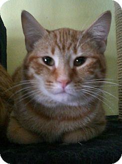 Domestic Shorthair Cat for Sale in Grand Rapids, Michigan - Josiah Domestic Shorthair Cat for Sale in Grand Rapids, Michigan - Josiah