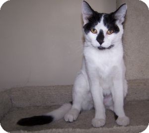 Domestic Shorthair Kitten for Sale in Colorado Springs, Colorado - K-Sitka3-Valentine Domestic Shorthair Kitten for Sale in Colorado Springs, Colorado - K-Sitka3-Valentine