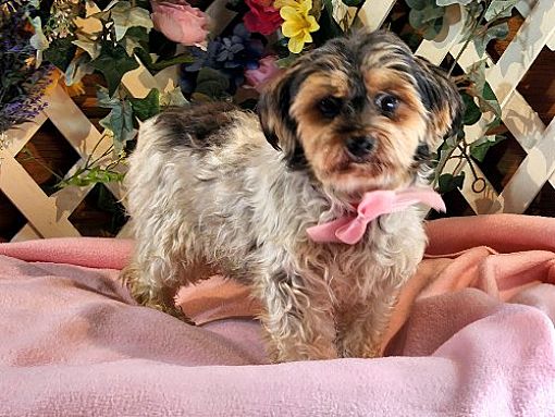 Pueblo Co Yorkie Yorkshire Terrier Meet Isla A Pet For Adoption