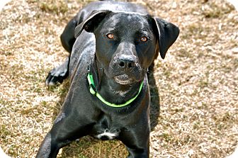 Labrador Retriever Mix Dog for Sale in Meridian, Idaho - Montana Labrador Retriever Mix Dog for Sale in Meridian, Idaho - Montana