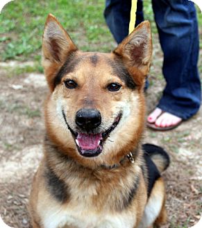 German Shepherd Dog/Collie Mix Dog for Sale in Groton, Massachusetts - Bear German Shepherd Dog/Collie Mix Dog for Sale in Groton, Massachusetts - Bear