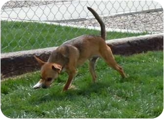 Chihuahua Mix Dog for Sale in Meridian, Idaho - Neo Chihuahua Mix Dog for Sale in Meridian, Idaho - Neo