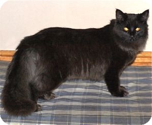 Domestic Longhair Cat for Sale in Colorado Springs, Colorado - K-Hodnick4-Miriam Domestic Longhair Cat for Sale in Colorado Springs, Colorado - K-Hodnick4-Miriam
