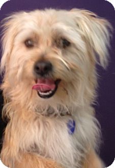Yorkie, Yorkshire Terrier/Cairn Terrier Mix Dog for Sale in Thousand Oaks, California - Billie Yorkie, Yorkshire Terrier/Cairn Terrier Mix Dog for Sale in Thousand Oaks, California - Billie