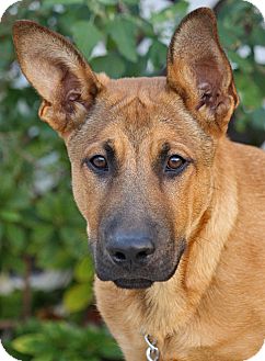 German Shepherd Dog/Labrador Retriever Mix Puppy for Sale in Los Angeles, California - Wyatt von Werdau German Shepherd Dog/Labrador Retriever Mix Puppy for Sale in Los Angeles, California - Wyatt von Werdau