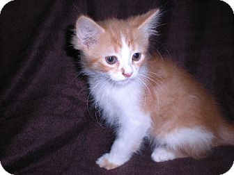 Domestic Longhair Kitten for Sale in New Castle, Pennsylvania - Domestic Longhair Kitten for Sale in New Castle, Pennsylvania -