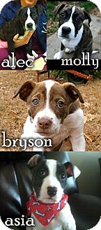 http://pet-uploads.adoptapet.com/f/c/5/97250129.jpg?336w