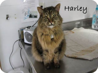 Maine Coon Cat for Sale in Hamilton, Montana - Harley Maine Coon Cat for Sale in Hamilton, Montana - Harley