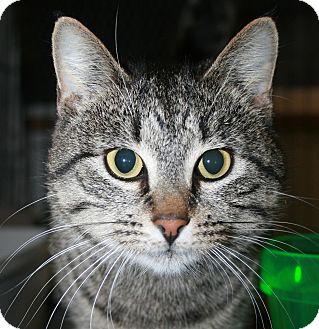Domestic Shorthair Cat for Sale in Plainville, Massachusetts - Evie Domestic Shorthair Cat for Sale in Plainville, Massachusetts - Evie