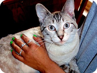 Siamese Cat for Sale in Arlington, Virginia - Langley Siamese Cat for Sale in Arlington, Virginia - Langley