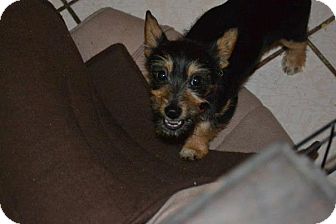 Yorkie, Yorkshire Terrier/Chihuahua Mix Puppy for Sale in San Diego, California - Bonnie Yorkie, Yorkshire Terrier/Chihuahua Mix Puppy for Sale in San Diego, California - Bonnie