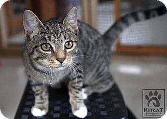 Domestic Shorthair Kitten for Sale in Lancaster, Massachusetts - Hansel Domestic Shorthair Kitten for Sale in Lancaster, Massachusetts - Hansel