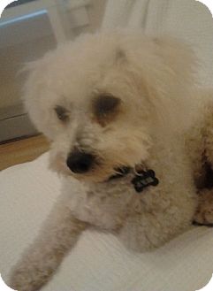 Bichon Frise/Poodle (Miniature) Mix Dog for Sale in Fresno, California - Boo - PENDING Bichon Frise/Poodle (Miniature) Mix Dog for Sale in Fresno, California - Boo - PENDING