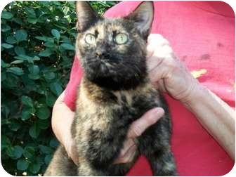 Domestic Shorthair Cat for Sale in Perkins, Oklahoma - CHEWEY Domestic Shorthair Cat for Sale in Perkins, Oklahoma - CHEWEY