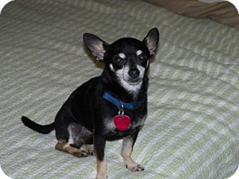 Chihuahua Mix Dog for Sale in Clear Lake, Washington - Lucky Chihuahua Mix Dog for Sale in Clear Lake, Washington - Lucky