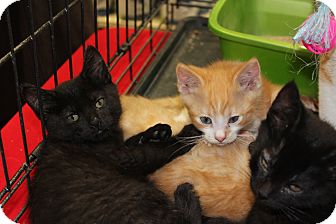 Domestic Shorthair Kitten for Sale in santa monica, California - Isabella Domestic Shorthair Kitten for Sale in santa monica, California - Isabella
