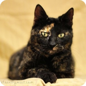 Domestic Shorthair Cat for Sale in Athens, Georgia - Scarlett Domestic Shorthair Cat for Sale in Athens, Georgia - Scarlett