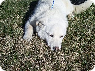 Great Pyrenees/Labrador Retriever Mix Dog for Sale in Germantown, Maryland - Sassy Great Pyrenees/Labrador Retriever Mix Dog for Sale in Germantown, Maryland - Sassy