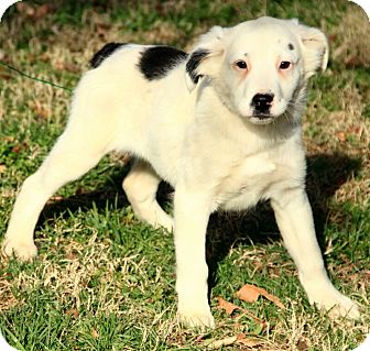 English Setter/Australian Shepherd Mix Puppy for Sale in Allentown, Pennsylvania - Lilly English Setter/Australian Shepherd Mix Puppy for Sale in Allentown, Pennsylvania - Lilly