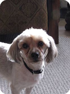 Yorkie, Yorkshire Terrier/Poodle (Miniature) Mix Dog for Sale in Kaukauna, Wisconsin - Lilly Yorkie, Yorkshire Terrier/Poodle (Miniature) Mix Dog for Sale in Kaukauna, Wisconsin - Lilly