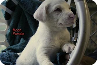 Australian Shepherd/Spaniel (Unknown Type) Mix Puppy for Sale in Danbury, Connecticut - Moon ADOPTION PENDING Australian Shepherd/Spaniel (Unknown Type) Mix Puppy for Sale in Danbury, Connecticut - Moon ADOPTION PENDING