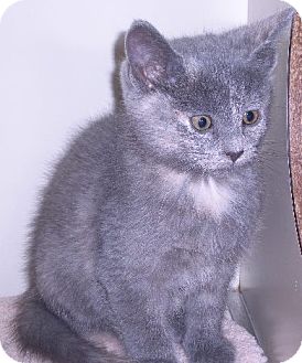 Calico Kitten for Sale in New Castle, Pennsylvania - Mirage Calico Kitten for Sale in New Castle, Pennsylvania - Mirage