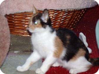 Calico Kitten for Sale in Scottsdale, Arizona - Astaroth & Niburu Calico Kitten for Sale in Scottsdale, Arizona - Astaroth & Niburu