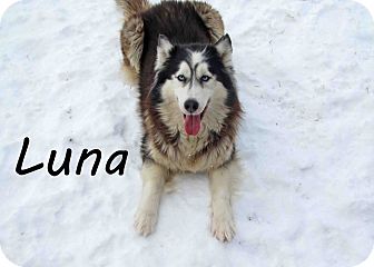 Husky Mix Dog for Sale in Hamilton, Montana - Luna Husky Mix Dog for Sale in Hamilton, Montana - Luna
