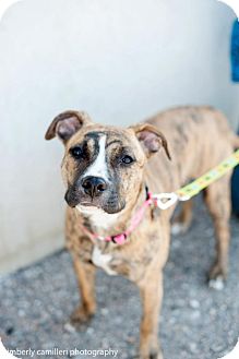 Shepherd (Unknown Type)/American Staffordshire Terrier Mix Puppy for Sale in Detroit, Michigan - Morgan-Adopted! Shepherd (Unknown Type)/American Staffordshire Terrier Mix Puppy for Sale in Detroit, Michigan - Morgan-Adopted!