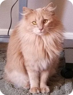 Domestic Longhair Cat for Sale in Bentonville, Arkansas - Regina Domestic Longhair Cat for Sale in Bentonville, Arkansas - Regina