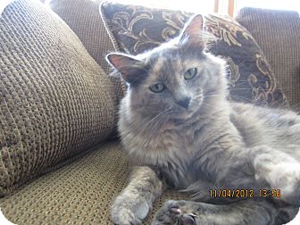 Domestic Longhair Cat for Sale in Jeffersonville, Indiana - Missy Domestic Longhair Cat for Sale in Jeffersonville, Indiana - Missy