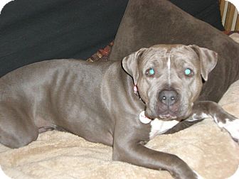 American Pit Bull Terrier Mix Dog for Sale in Bellingham, Washington - Nena American Pit Bull Terrier Mix Dog for Sale in Bellingham, Washington - Nena