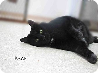 American Shorthair Cat for Sale in Hamilton, Montana - Page American Shorthair Cat for Sale in Hamilton, Montana - Page