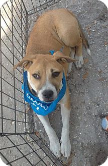 Beagle/Boxer Mix Dog for Sale in Largo, Florida - Charlie Beagle/Boxer Mix Dog for Sale in Largo, Florida - Charlie
