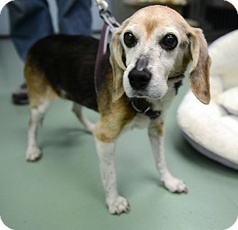 Beagle Dog for Sale in New York, New York - Agnes Beagle Dog for Sale in New York, New York - Agnes