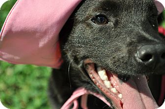 Spaniel (Unknown Type)/Boykin Spaniel Mix Puppy for Sale in Houston, Texas - Callie Spaniel (Unknown Type)/Boykin Spaniel Mix Puppy for Sale in Houston, Texas - Callie