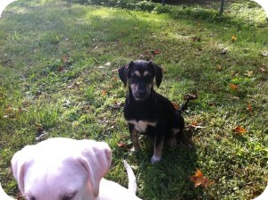 Shepherd (Unknown Type)/Labrador Retriever Mix Puppy for Sale in Marlton, New Jersey - Molly Shepherd (Unknown Type)/Labrador Retriever Mix Puppy for Sale in Marlton, New Jersey - Molly