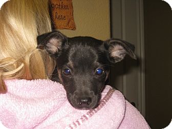 German Shepherd Dog/Labrador Retriever Mix Puppy for Sale in Torrance, California - SMOKEY German Shepherd Dog/Labrador Retriever Mix Puppy for Sale in Torrance, California - SMOKEY