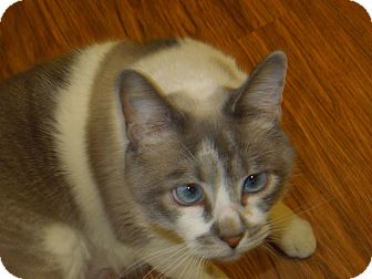 Domestic Shorthair Cat for Sale in Medina, Ohio - Savina Domestic Shorthair Cat for Sale in Medina, Ohio - Savina