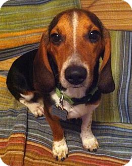 Beagle Dog for Sale in Houston, Texas - Bugsy Beagle Dog for Sale in Houston, Texas - Bugsy