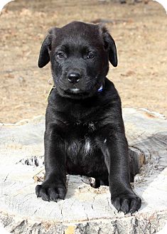Labrador Retriever/Newfoundland Mix Puppy for Sale in Westminster, Colorado - Oscar Labrador Retriever/Newfoundland Mix Puppy for Sale in Westminster, Colorado - Oscar