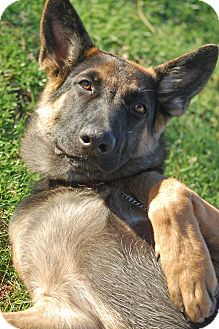 German Shepherd Dog Puppy for Sale in Altadena, California - Timber German Shepherd Dog Puppy for Sale in Altadena, California - Timber