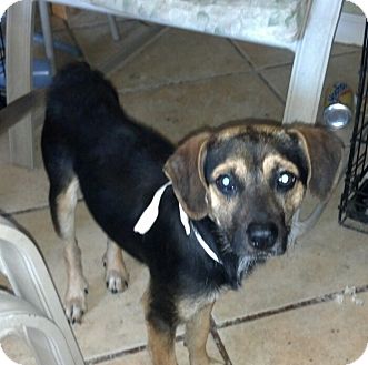 Beagle Mix Dog for Sale in San Diego, California - Max URGENT Beagle Mix Dog for Sale in San Diego, California - Max URGENT